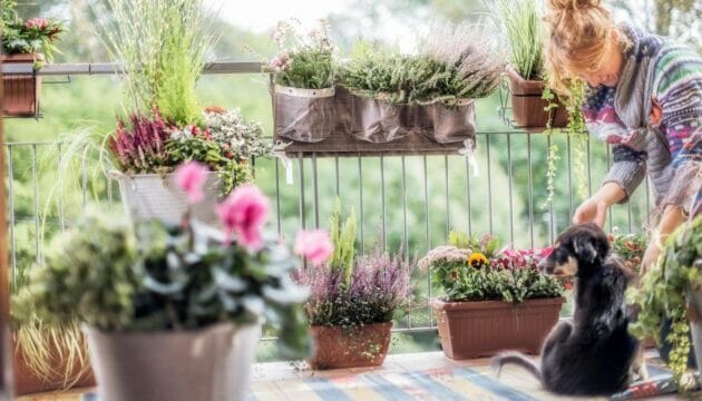 I fiori di novembre da avere in balcone