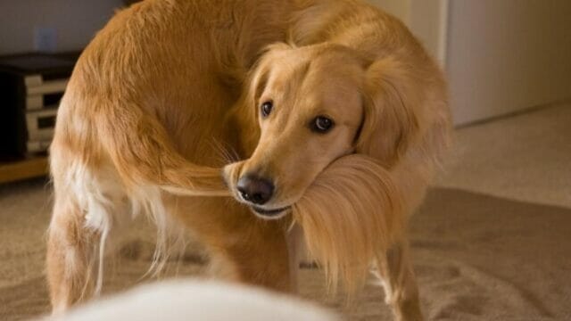 I 6 motivi per cui il vostro cane si morde la coda