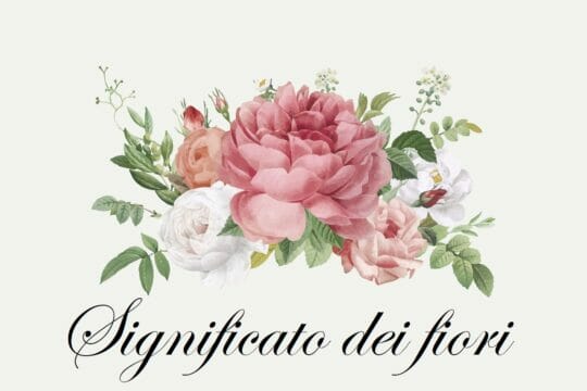 Dillo con un fiore: sceglierli in base al loro significato