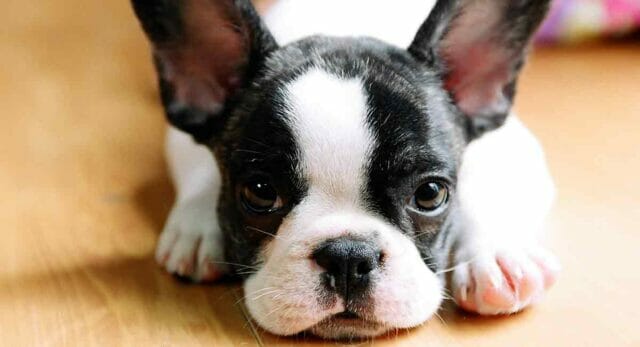 7 curiosità sul simpatico Boston Terrier